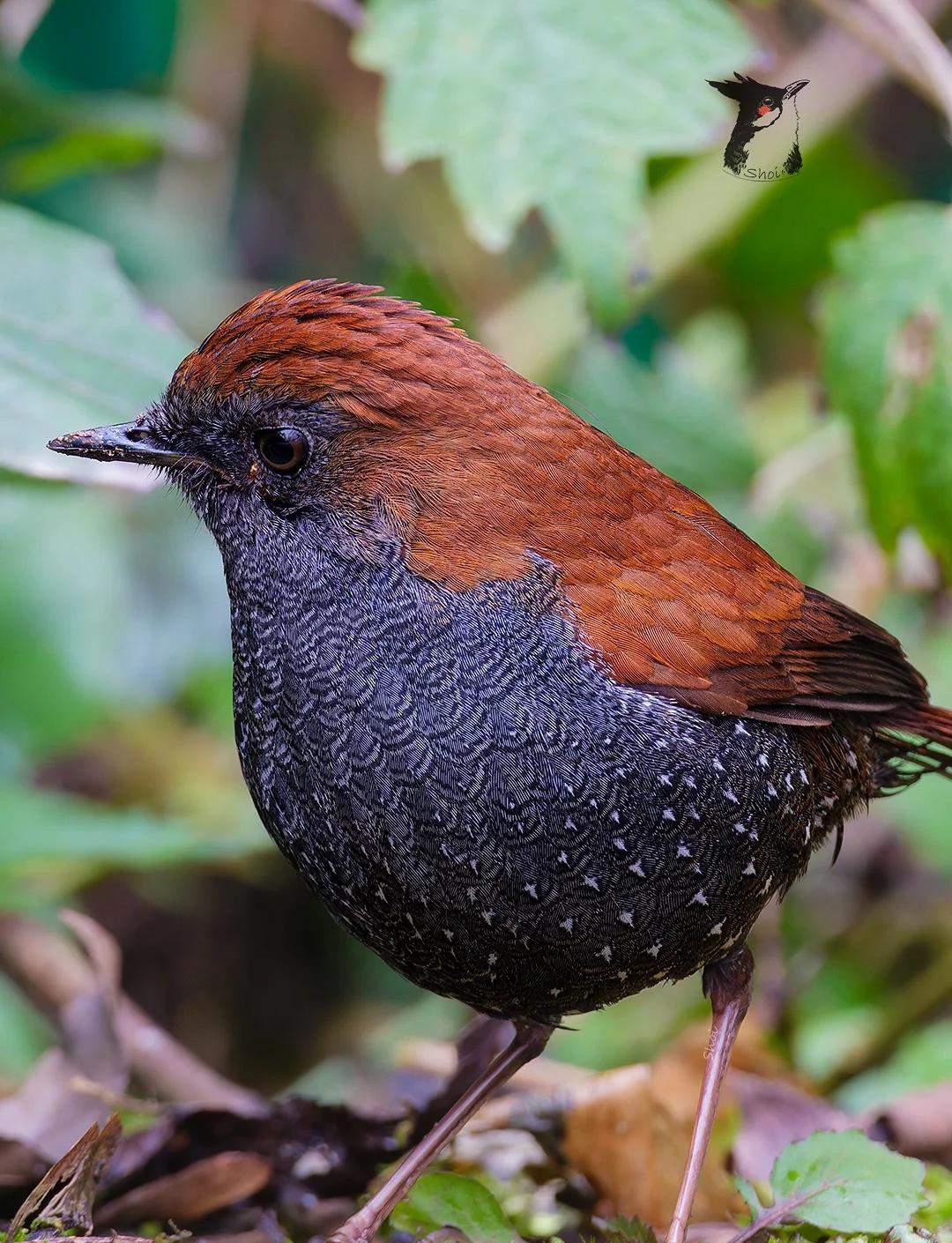 Nature example