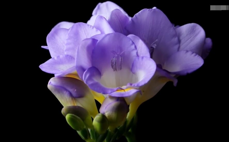 Nature example